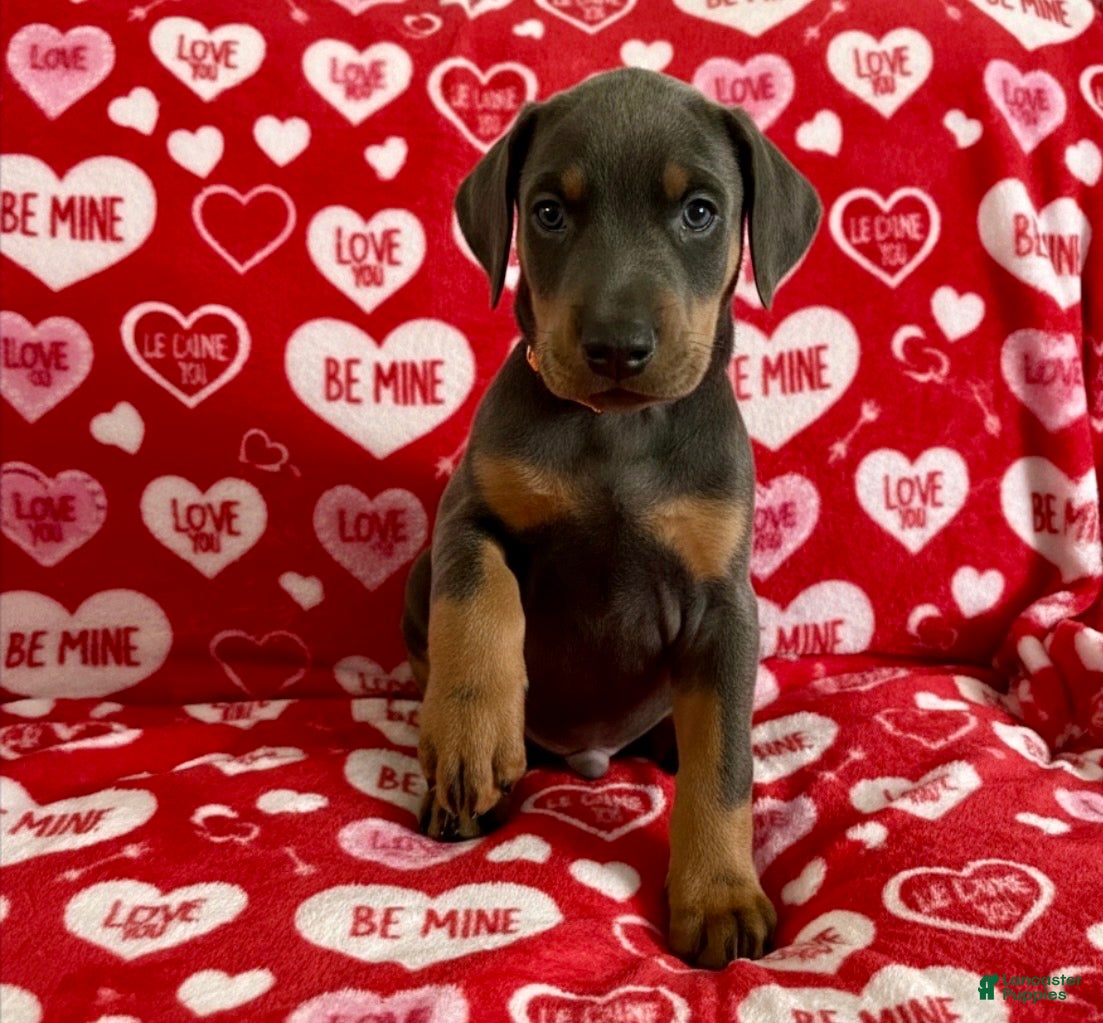 Doberman Pinscher dogs Cupid health tested parents - Ad 8