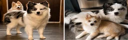 Pomsky dogs for sale: Pomsky 2 - Ad 2