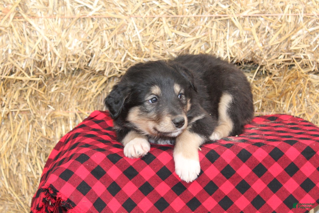 English Shepherd dogs for sale: Tammy - Ad 4
