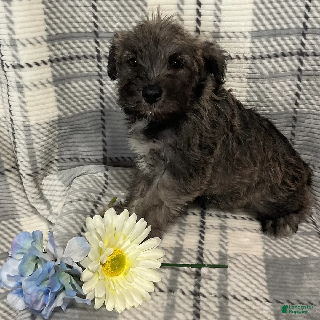 Gallery Image {{count}}