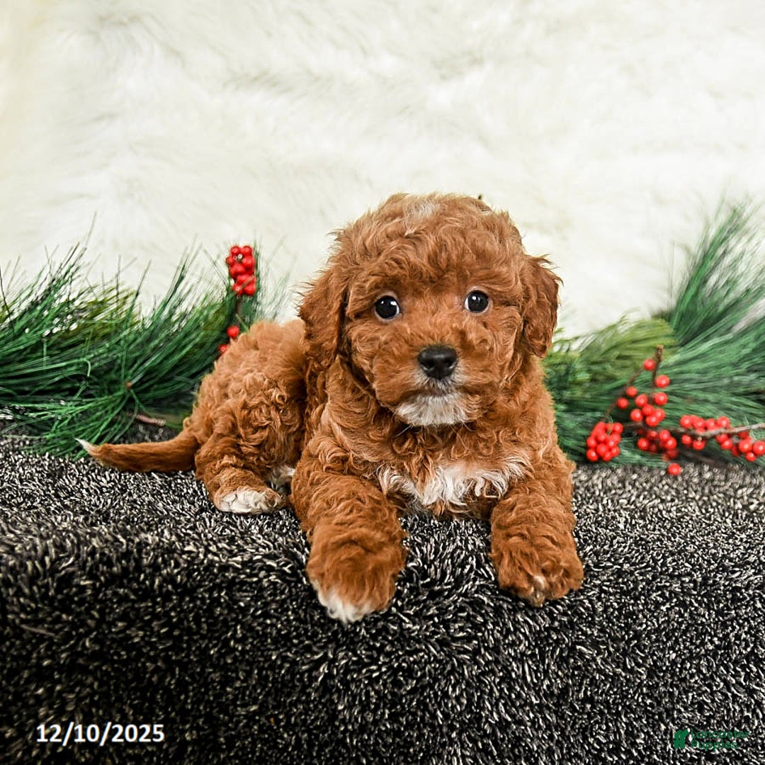 Toy Poodle dogs for sale: Noel - Ad 4