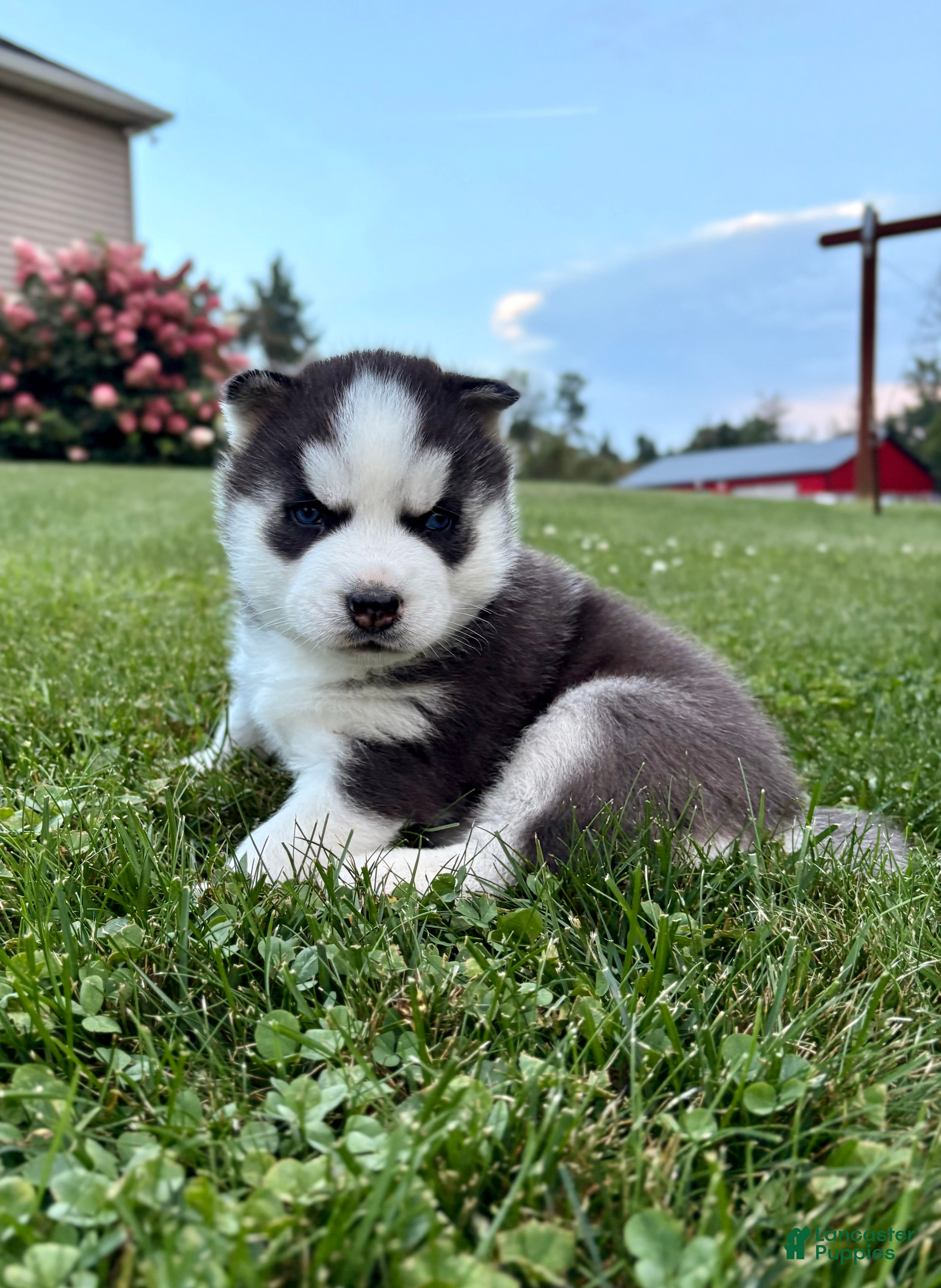 Siberian Husky dogs Bryce - Ad 1