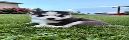 Siberian Husky dogs for sale: Bryce - Ad 1