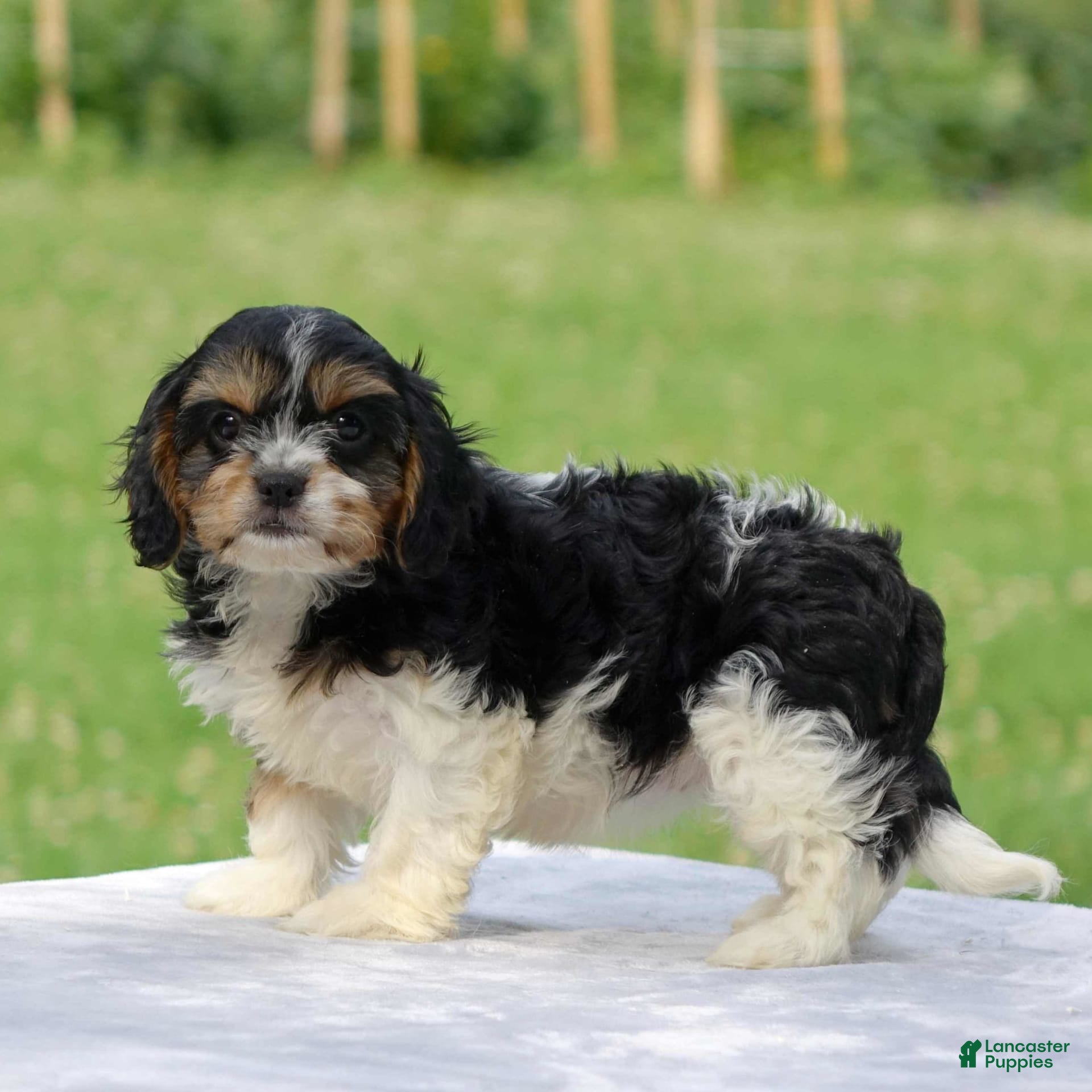 King Charles Cavachon Cavalier King Charles Spaniel Cavachon