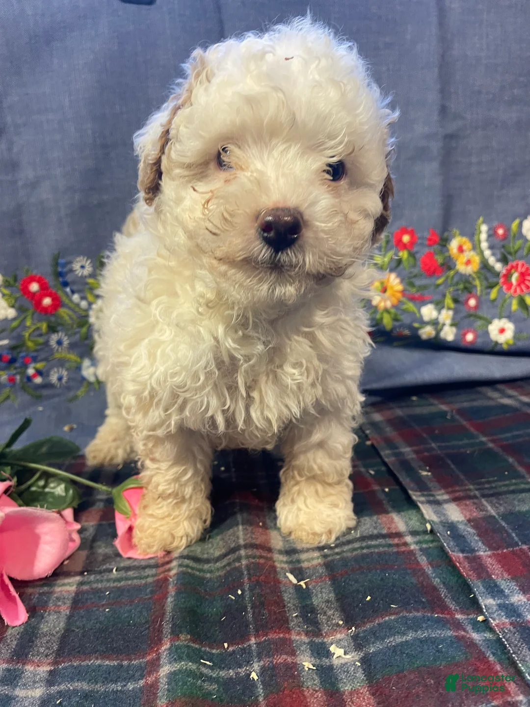 Yorkiepoo dogs for sale: Ernie - Ad 1