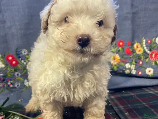 Yorkiepoo dogs Ernie - Ad 42