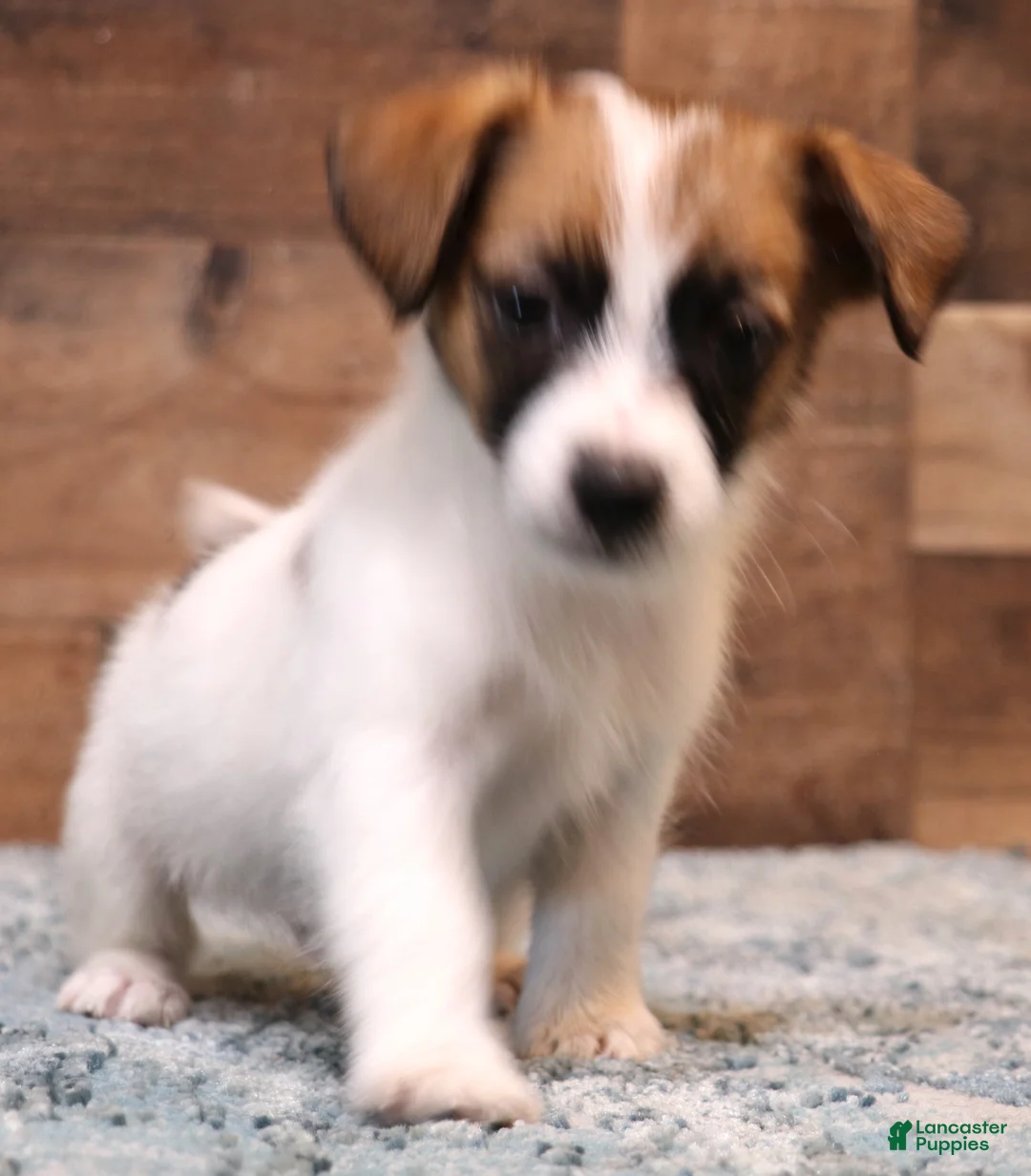 Jack Russell Terrier dogs for sale: Wayne Shorty male with red head - Ad 2