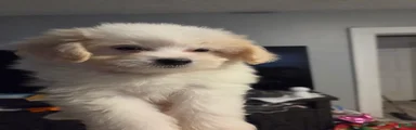 Dolly