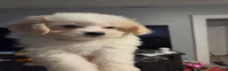 Eskipoo dogs for sale: Dolly - Ad 1