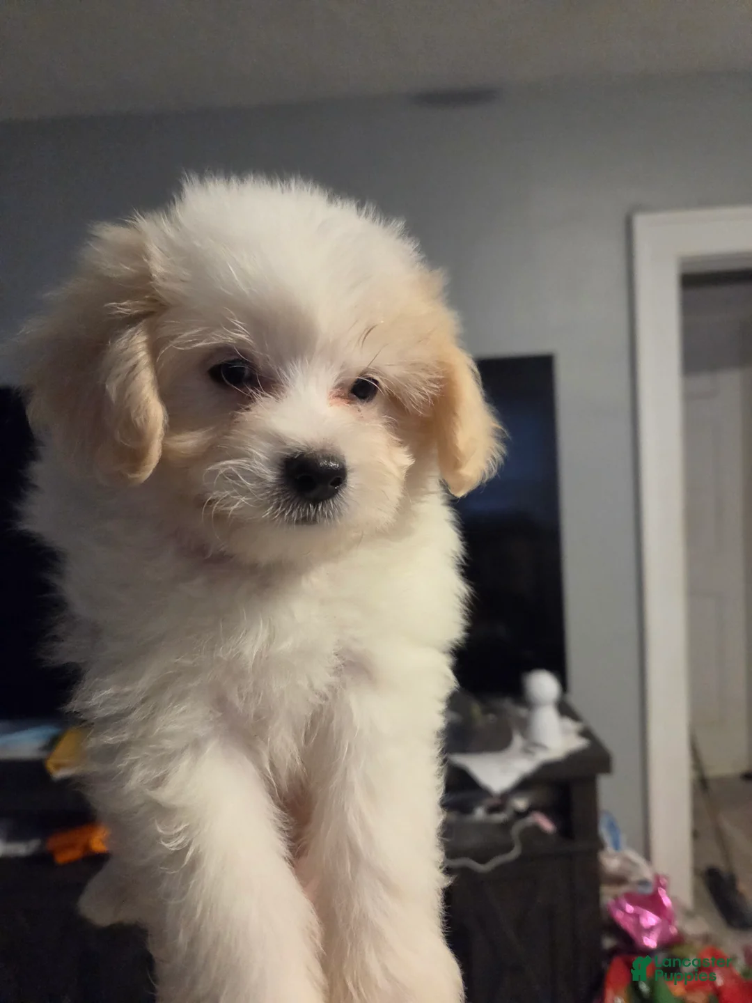 Eskipoo dogs for sale: Dolly - Ad 1