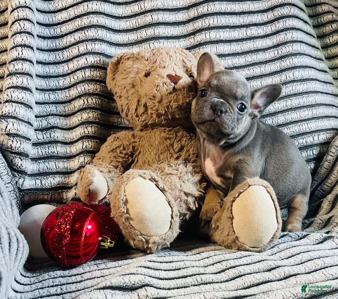 French Bulldog dogs for sale: Stella - Ad 8