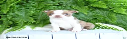 Boston Terrier dogs for sale: Frisky - Ad 2