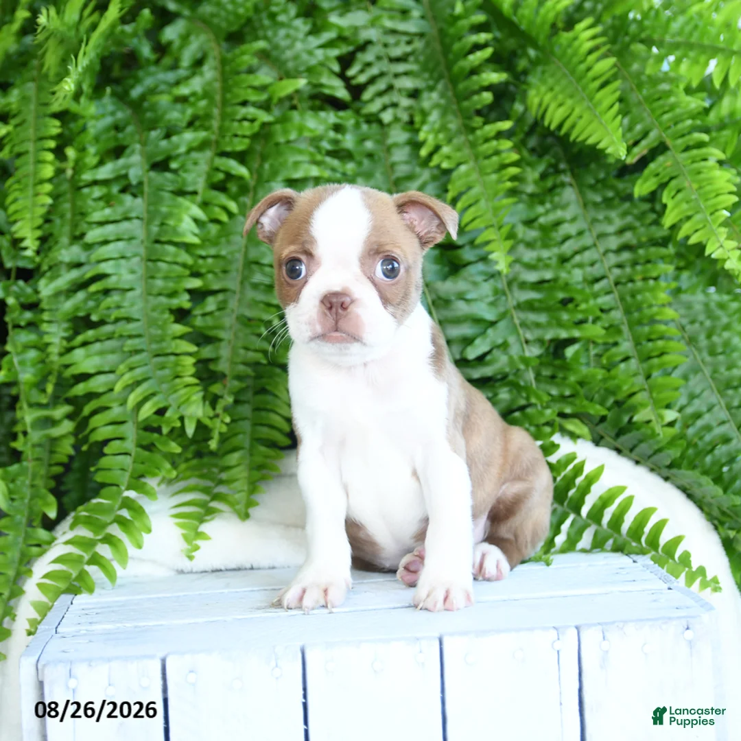 Boston Terrier dogs for sale: Frisky - Ad 2