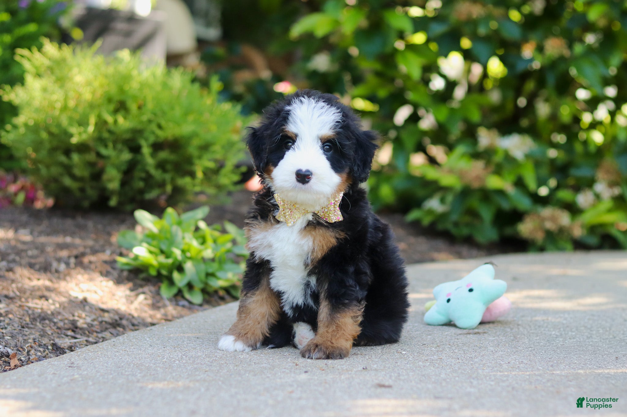 Mini Bernedoodle dogs Kip - Ad 1