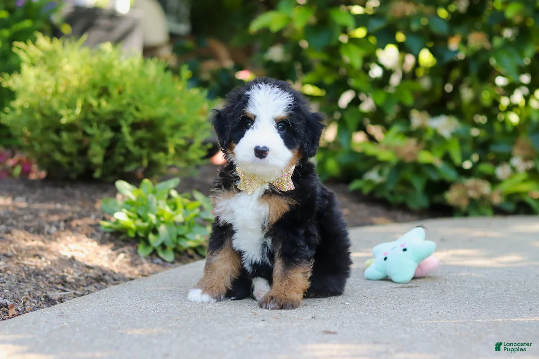 Mini Bernedoodle dogs for sale: Kip - Ad 1