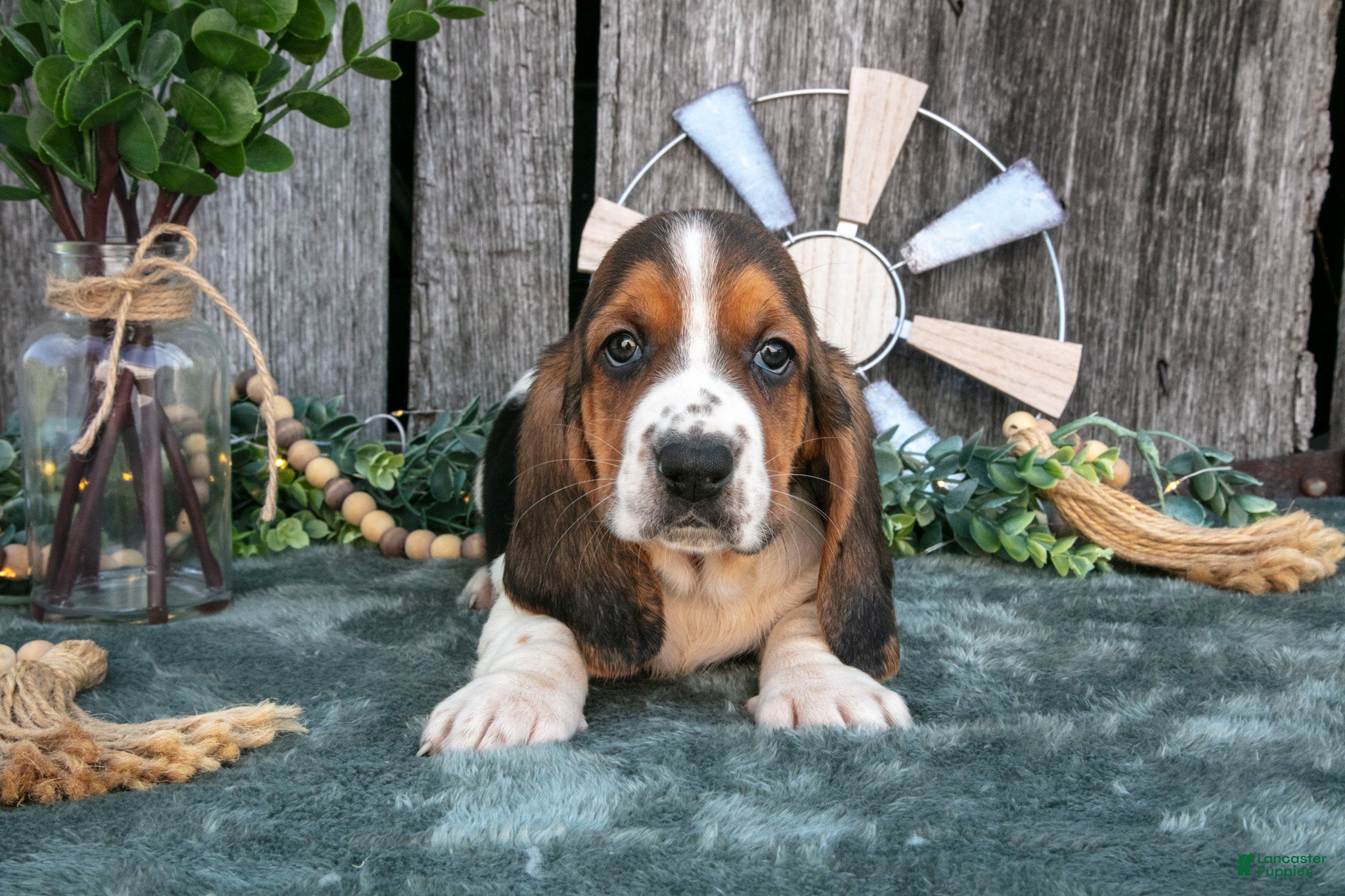 Basset Hound dogs Daisy - Ad 2