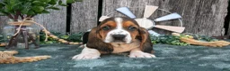 Basset Hound dogs for sale: Daisy - Ad 2