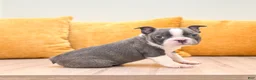 Boston Terrier dogs for sale: Bruse - Ad 3