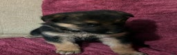 German Shepherd dogs for sale: Sawyer - Ad 5