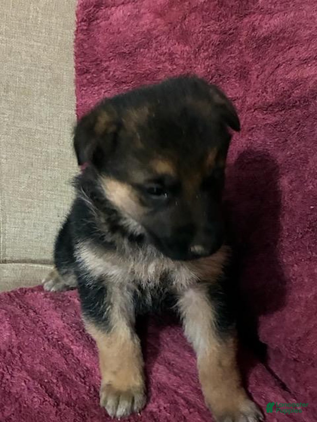 German Shepherd dogs for sale: Sawyer - Ad 5