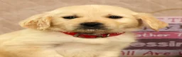 Golden Retriever dogs for sale: Gus - Ad 9