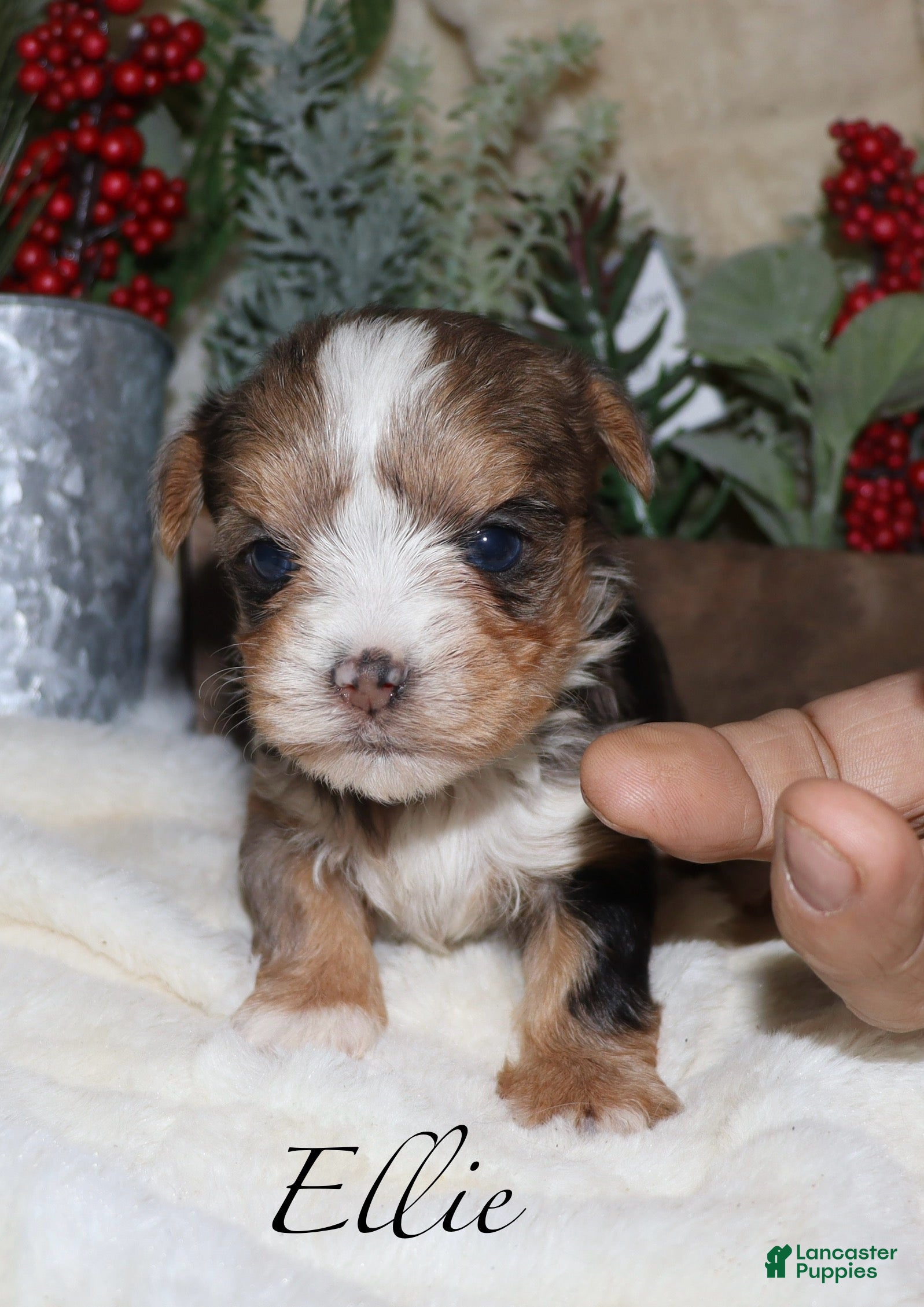 Yorkshire Terrier dogs Ella - blue merle - Ad 23