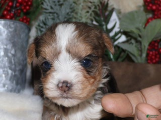 Yorkshire Terrier dogs Ella - blue merle - Ad 26