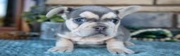 French Bulldog dogs for sale: Zola - Ad 1
