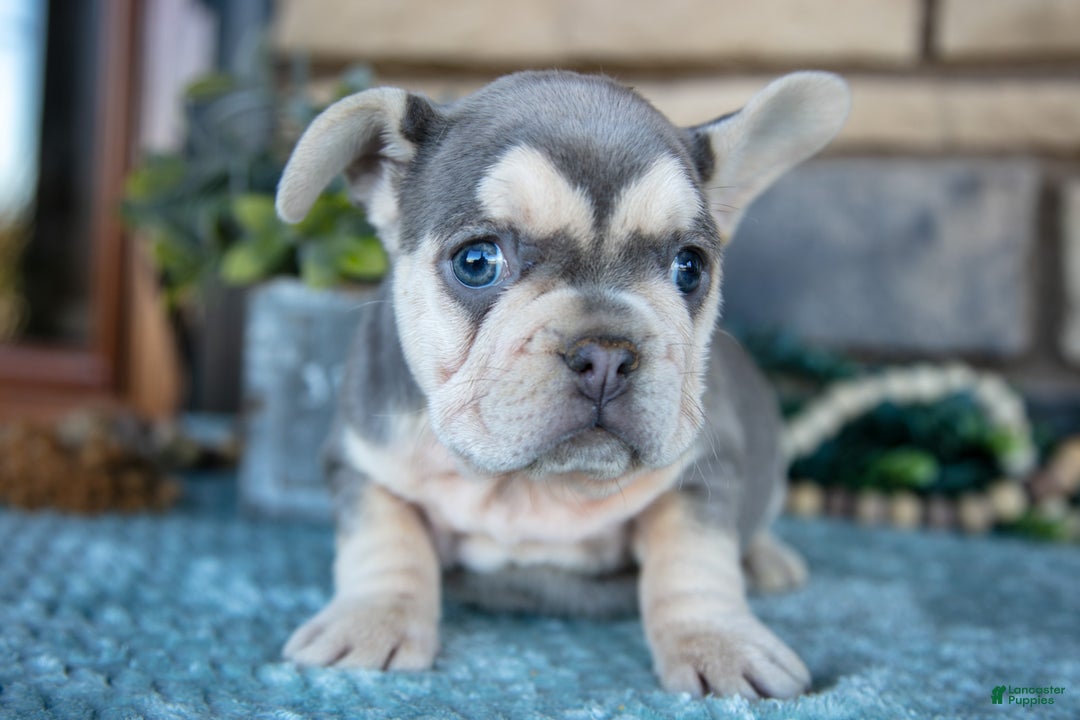 French Bulldog dogs for sale: Zola - Ad 1