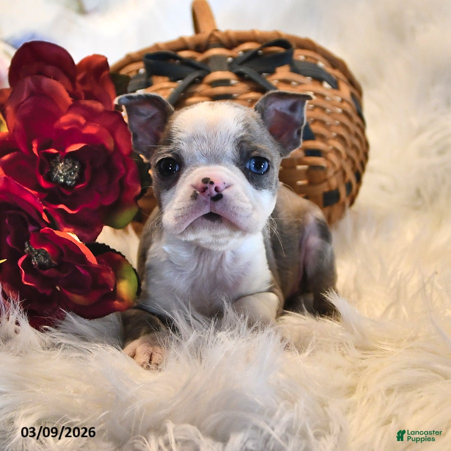 Boston Terrier dogs Paris - Ad 1