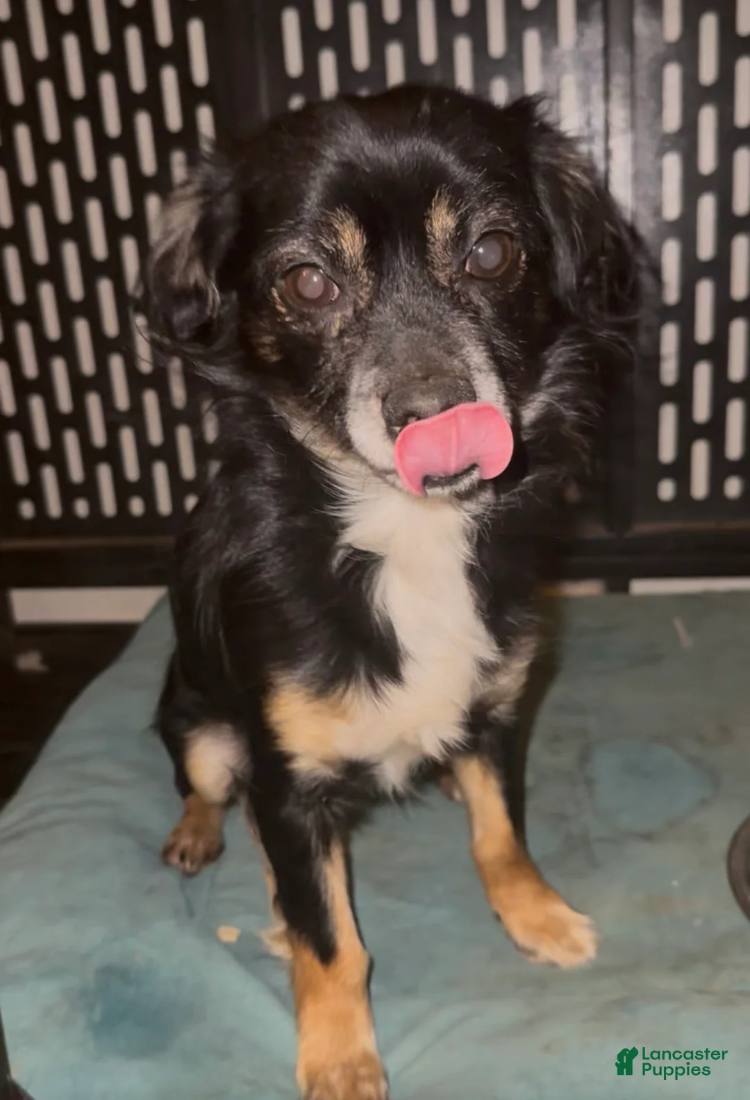 Chiweenie dogs for sale: Chiweenie Puppy 3 - Ad 5