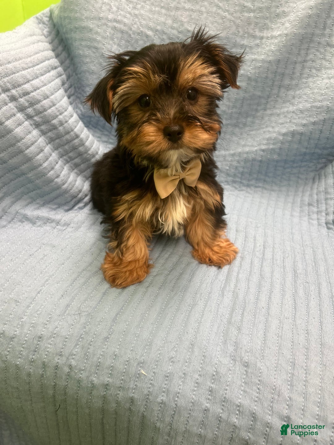 Morkie dogs for sale: Morkie Puppy 5 - Ad 2