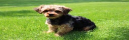 Yorkshire Terrier dogs for sale: CODY - Ad 23