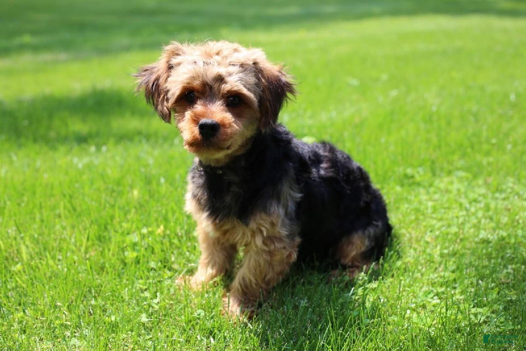 Yorkshire Terrier dogs for sale: CODY - Ad 23