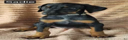 Doberman Pinscher dogs for sale: Sadie - Ad 3