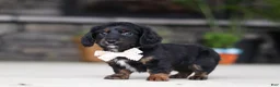 Miniature Dachshund dogs for sale: Jordan - Ad 5