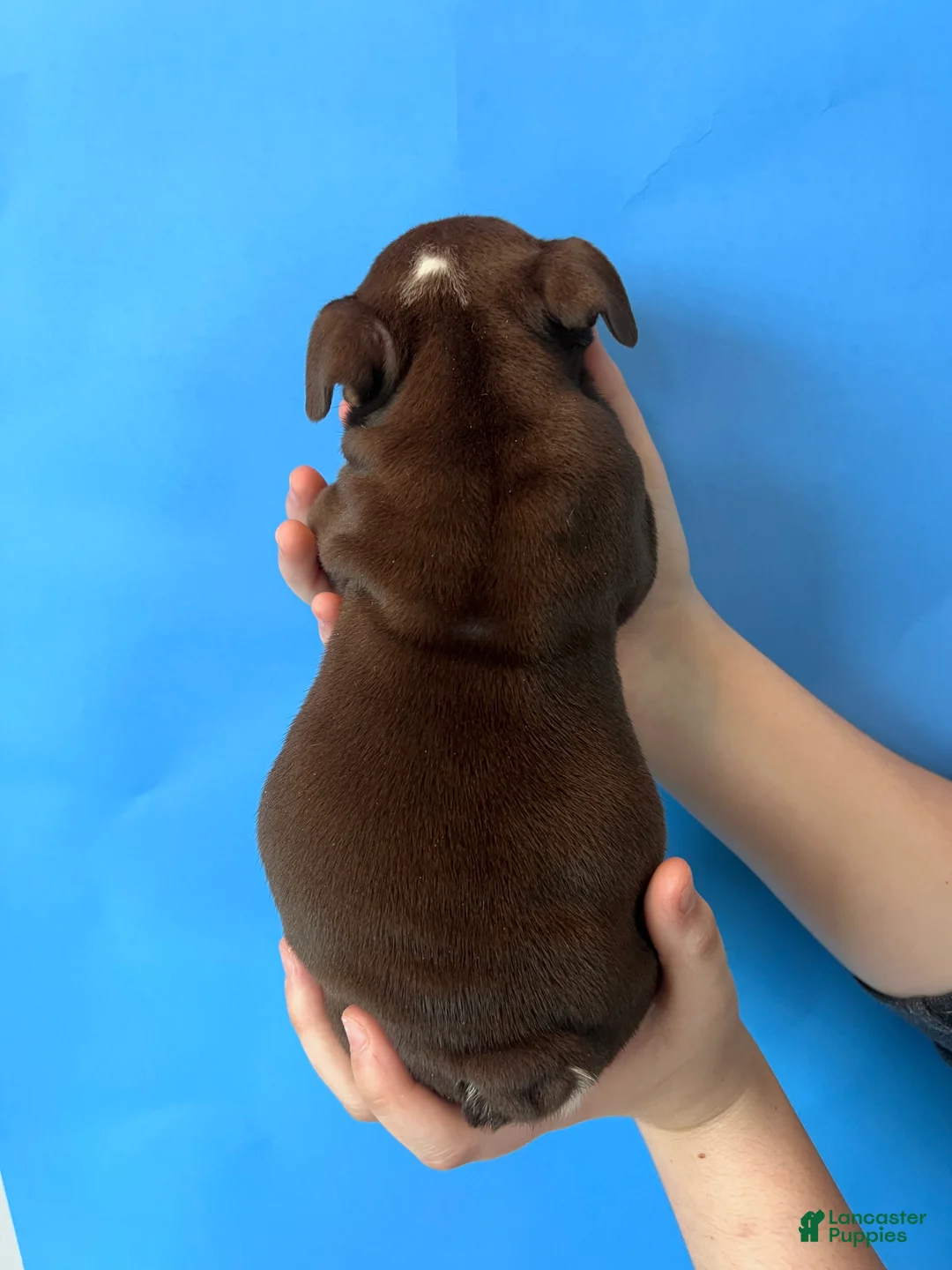 English Bulldog dogs for sale: Bucky (chocolate tri) - Ad 4