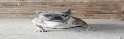 French Bulldog dogs for sale: Melody - Ad 5