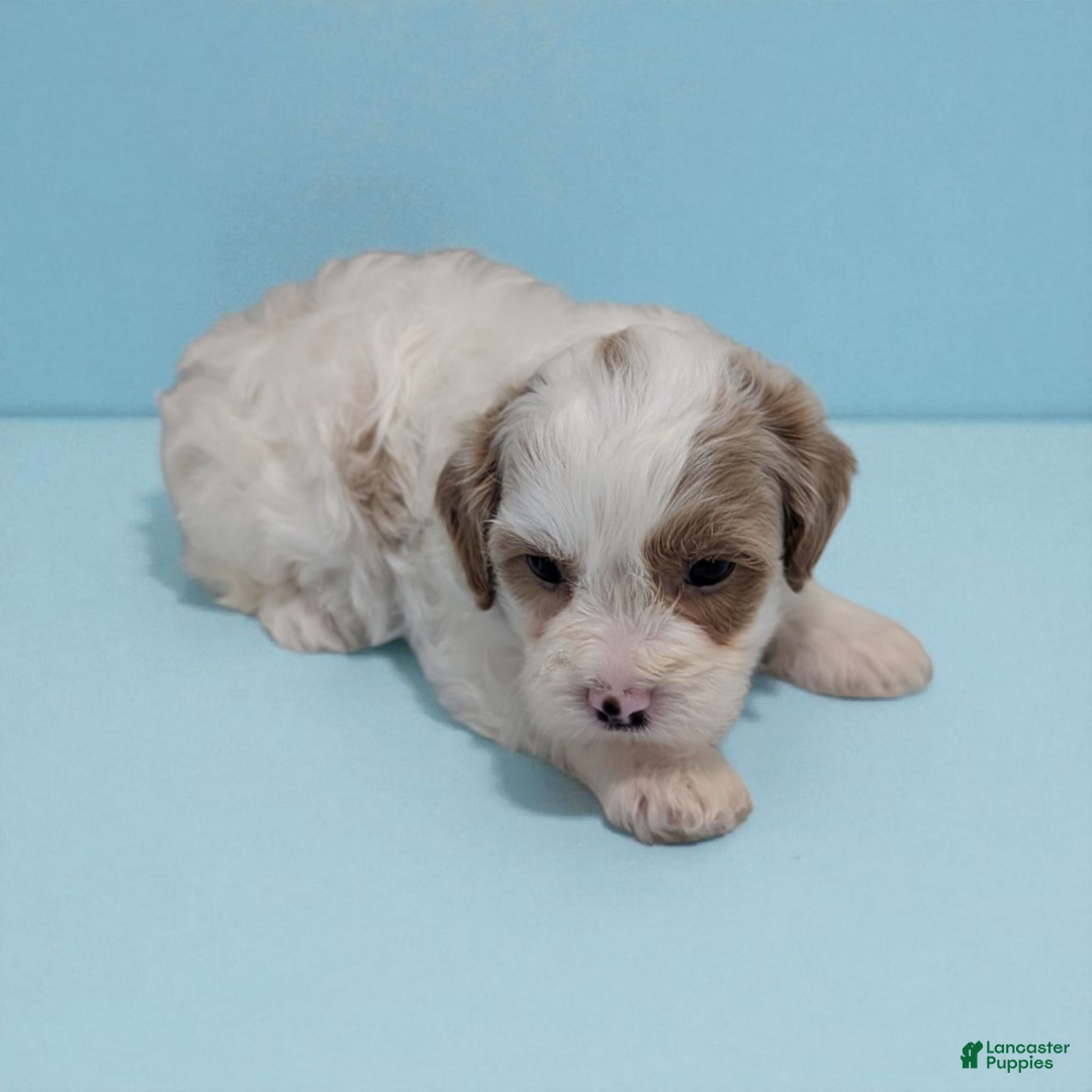 Shihpoo dogs for sale: Sky - Ad 2
