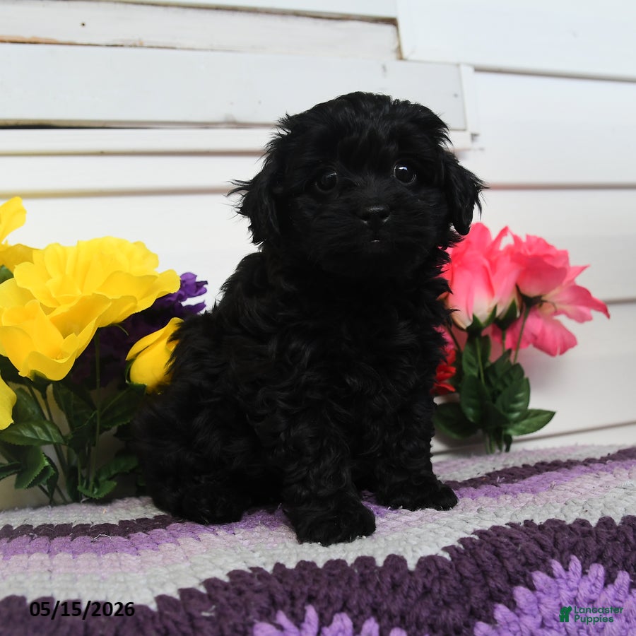 Teddy Bear dogs Kaddy - Ad 1