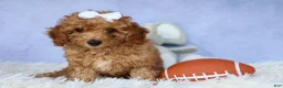 Miniature Poodle dogs for sale: WALTER - Ad 15