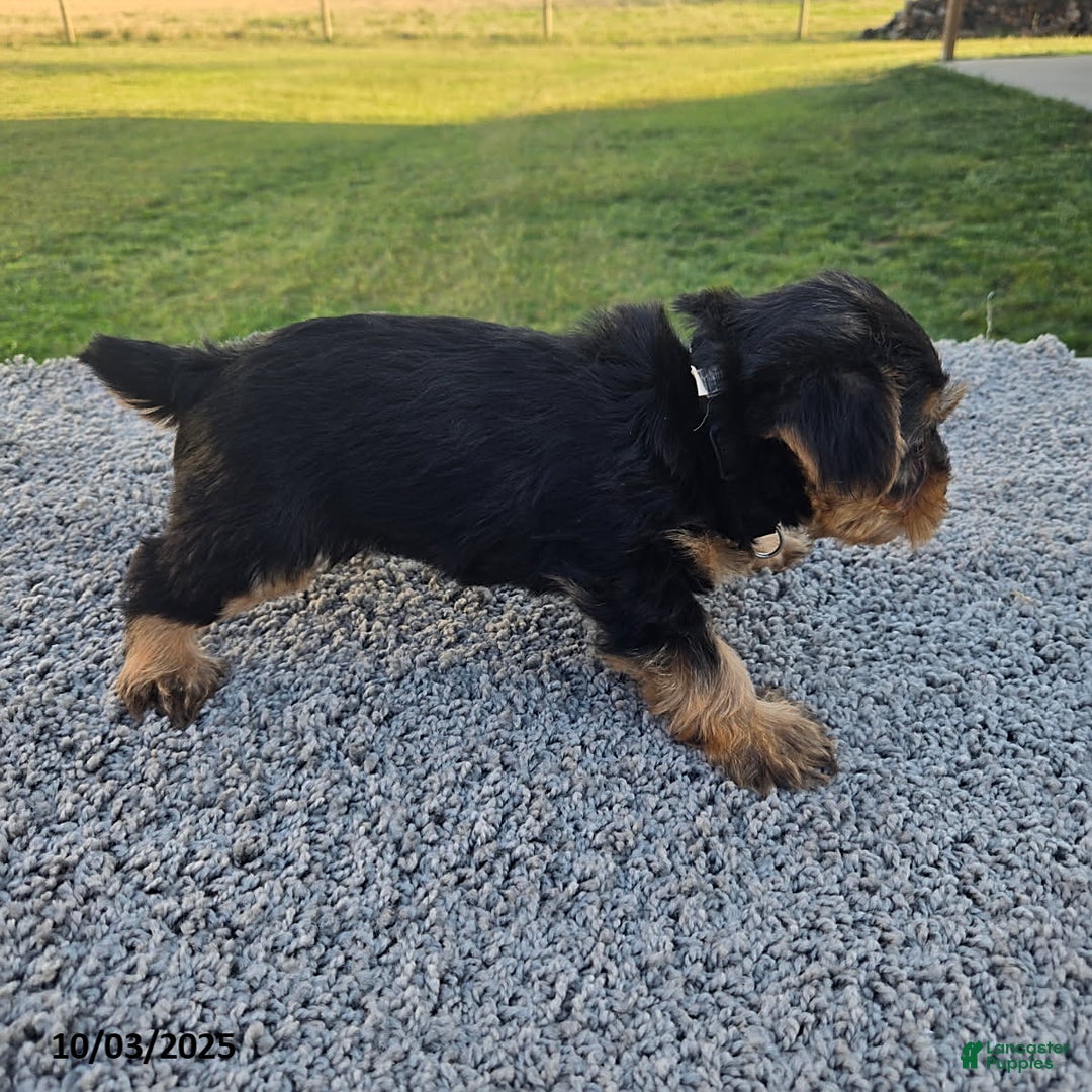 Yorkshire Terrier dogs for sale: Sadie - Ad 2