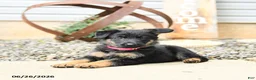 German Shepherd dogs for sale: Luna  - Ad 4