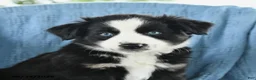 Miniature Australian Shepherd dogs for sale: Blue Eyes - Ad 3