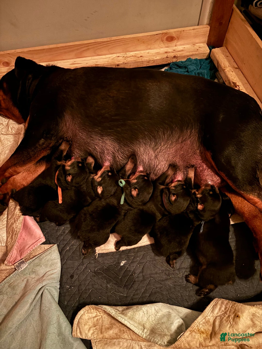 Gallery Image {{count}}