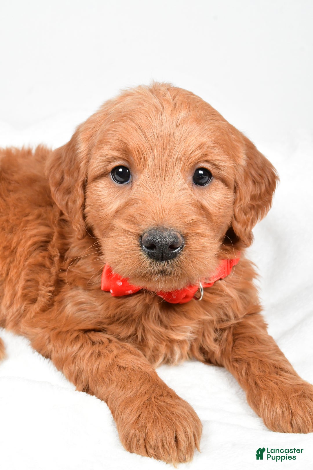 Mini Goldendoodle dogs for sale: Bryson - Ad 2