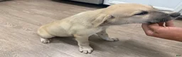 Mixed Breed dogs for sale: Mixed Breed 1 - Ad 1