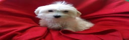 Maltese dogs for sale: Maltese Puppy 2 - Ad 2