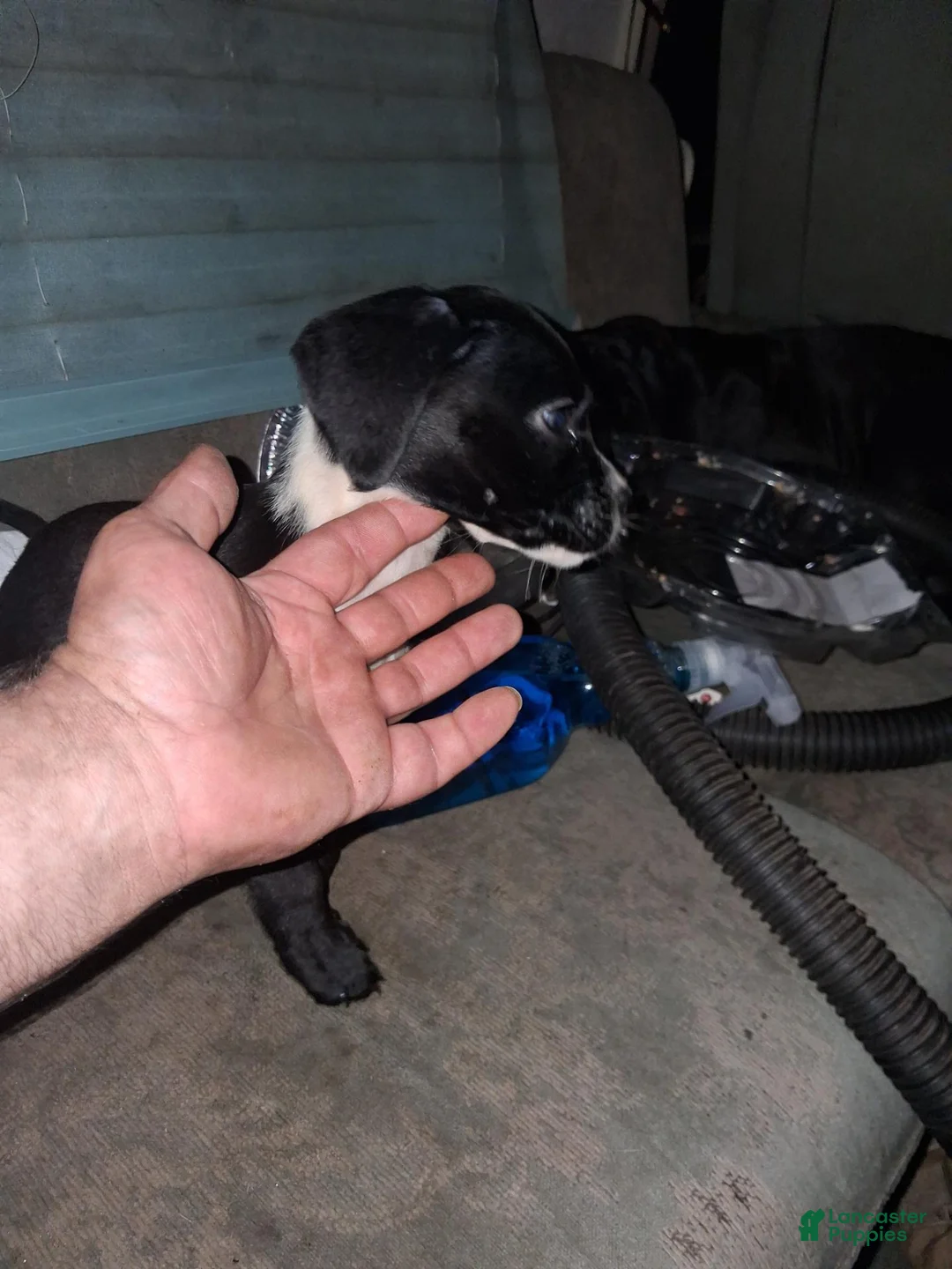 Boxador dogs for sale: Boxador 1 - Ad 2