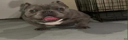 American Bully dogs for sale: Avenga - Ad 6